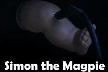 Featured image for “Ben Burnes releases Magpie Sample Pack for free”